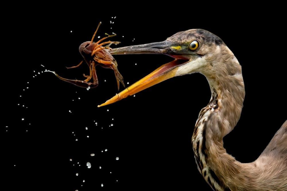 Vital Catch - Great Blue Heron Capturing Crawfish Photography