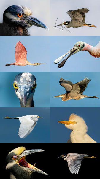 Avian Symphony: Stunning Bird Photography Collection | Wading Birds | Majestic Flight Series