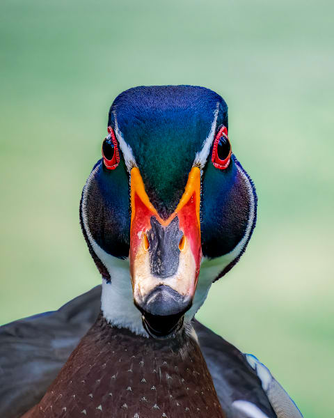 Majestic Wood Duck Portrait - Vibrant Wildlife Photography - Wood Duck - Wooden Prince