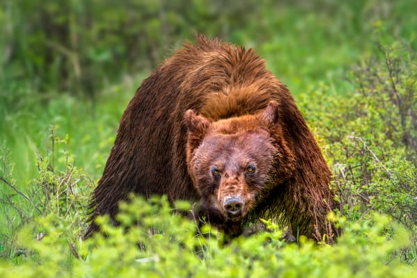 Whispers In Copper's Fur - Wildlife Photography of a Bear | Yellowstone National Park