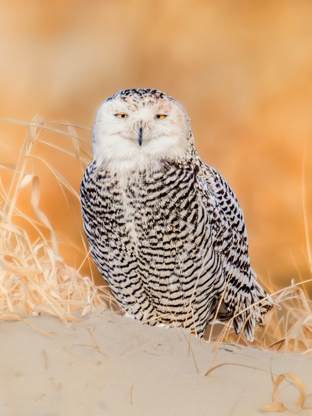 Snowy Owl | Winter Crown Photography Art | Spielman Photography