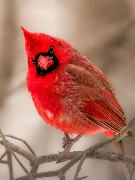 Cardinal's Portrait - Vibrant Wildlife Photography - Winter Red