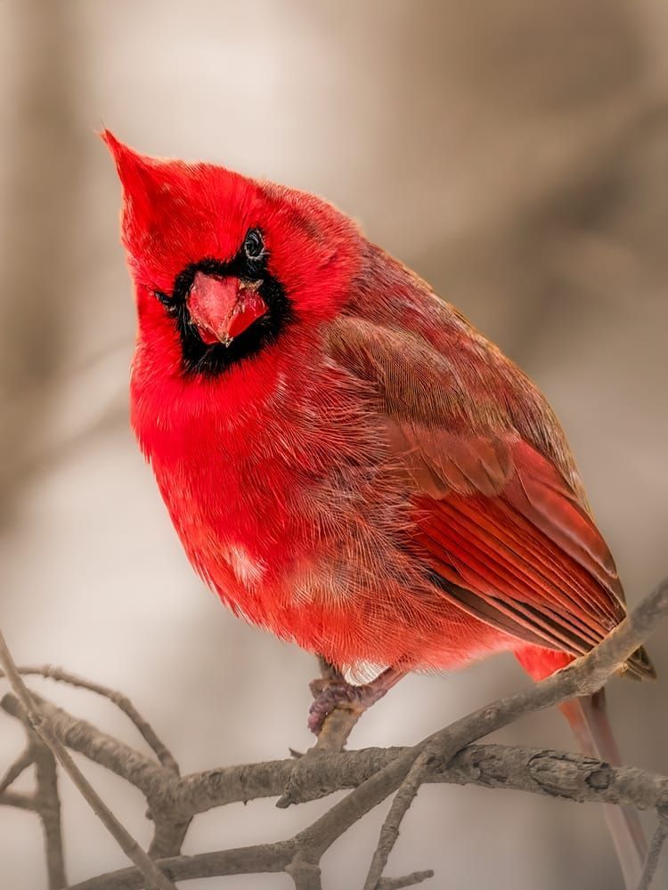 Cardinal's Portrait - Vibrant Wildlife Photography - Winter Red