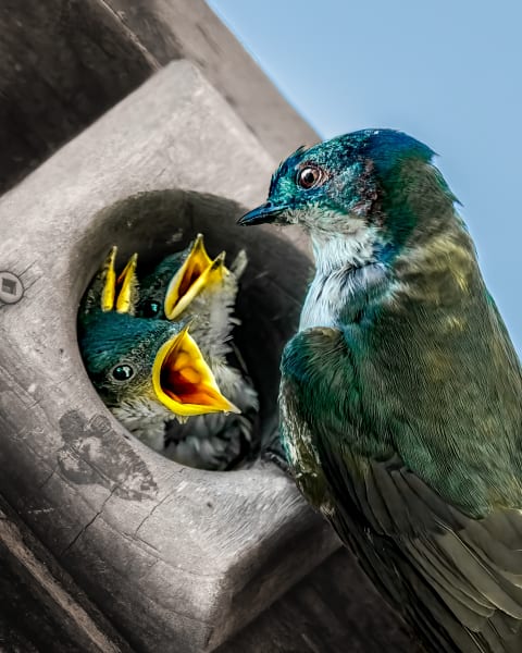 Nurturing Moments - Wildlife Photography of Parent Birds