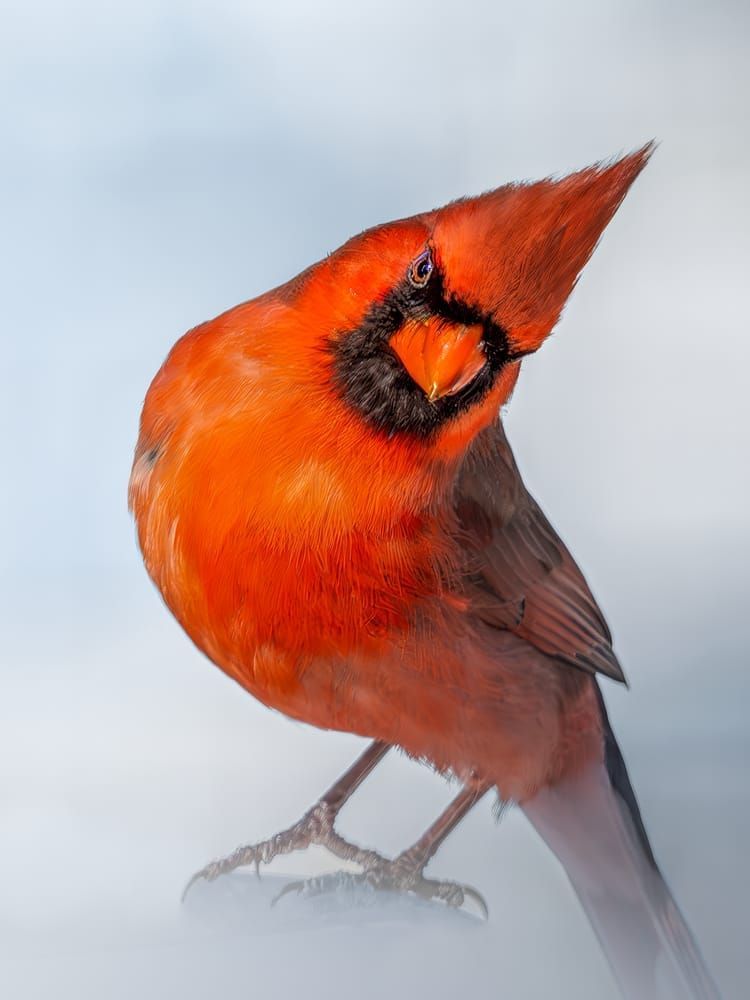 Cardinal | The Model Photography Art | Spielman Photography