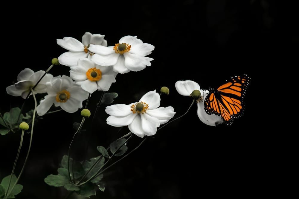The Monarch - Vibrant Butterfly on White Flowers - Monarch Butterfly