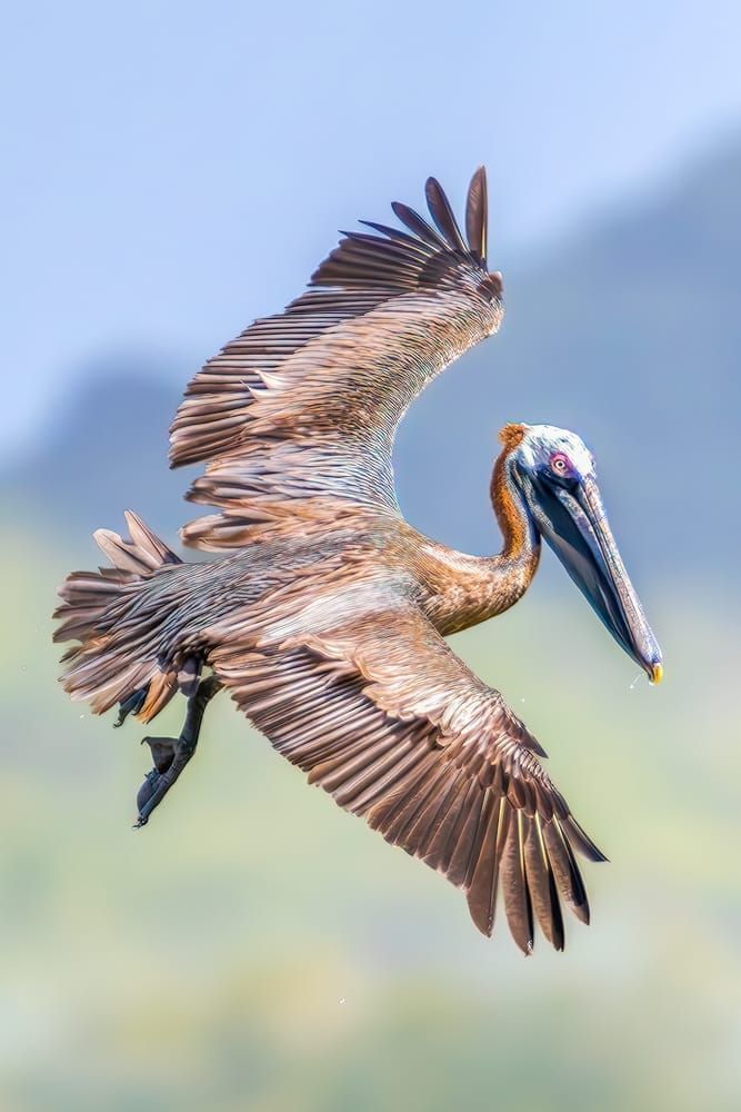 Brown Pelican | The Final Approach Photography Art | Spielman Photography