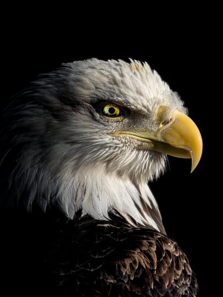 The Fisherman | Bald Eagle Portrait | Wildlife Photography