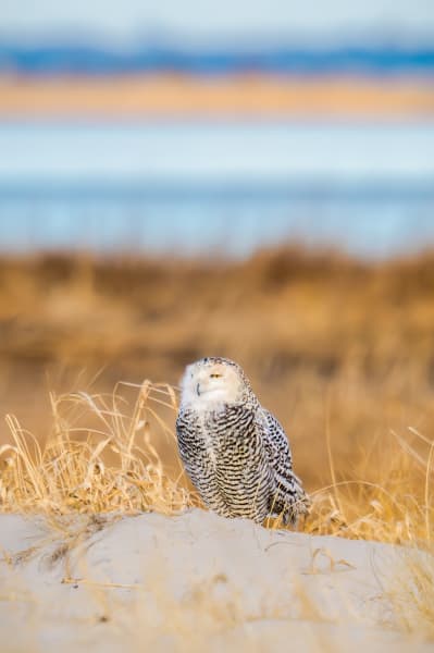 Snowy Owl | The World Around Her Photography Art | Spielman Photography