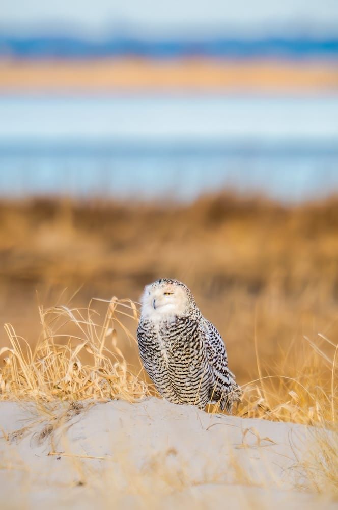 Snowy Owl | The World Around Her Photography Art | Spielman Photography