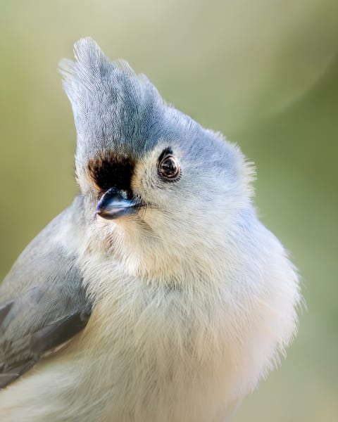 "Curious Tufted Titmouse - Wildlife Photography Portrait"