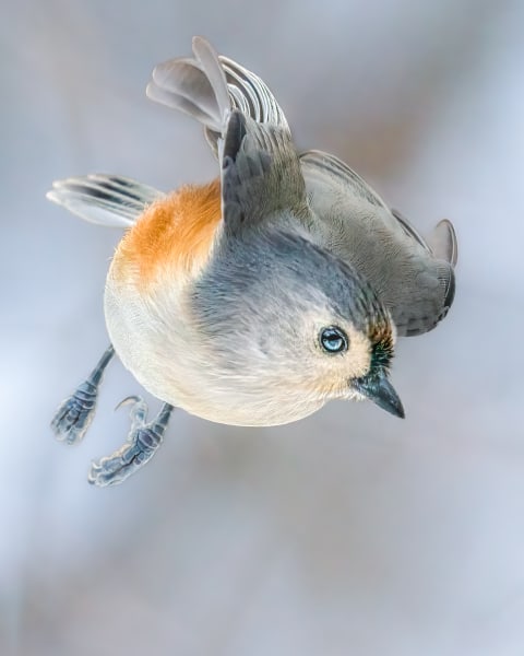 Flight of Wonder - Captivating Wildlife Photography | Tufted Titmouse