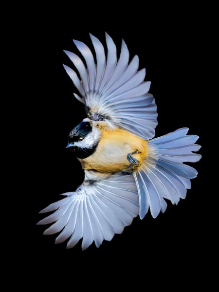 Chickadee | Tiny Dancer Photography Art | Spielman Photography