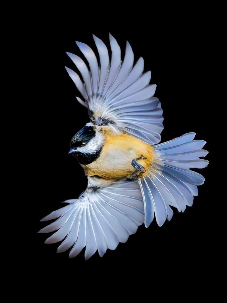 Chickadee | Tiny Dancer Photography Art | Spielman Photography