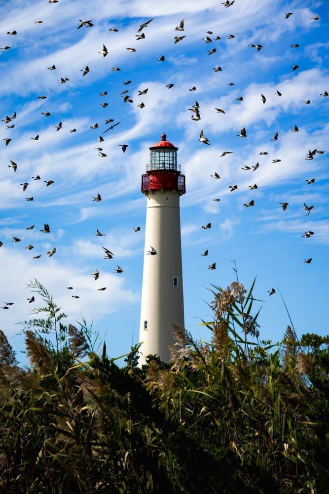 Tree Swallows at Cape May Lighthouse | Alex Spielman