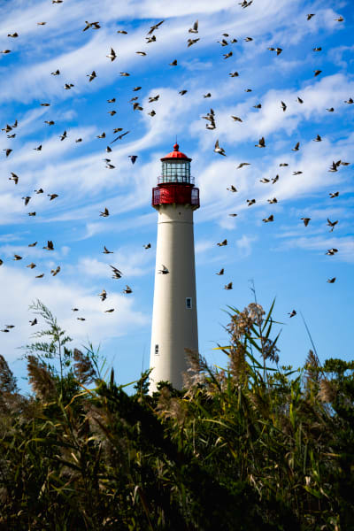 Tree Swallows at Cape May Lighthouse | Alex Spielman