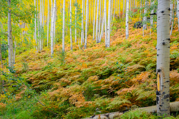 Light Brigade Art | Ed Baile Images