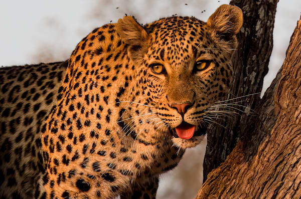 Wildlife