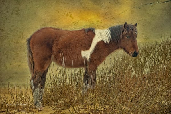 Horses