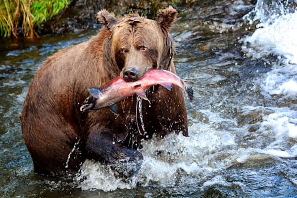 Wildlife