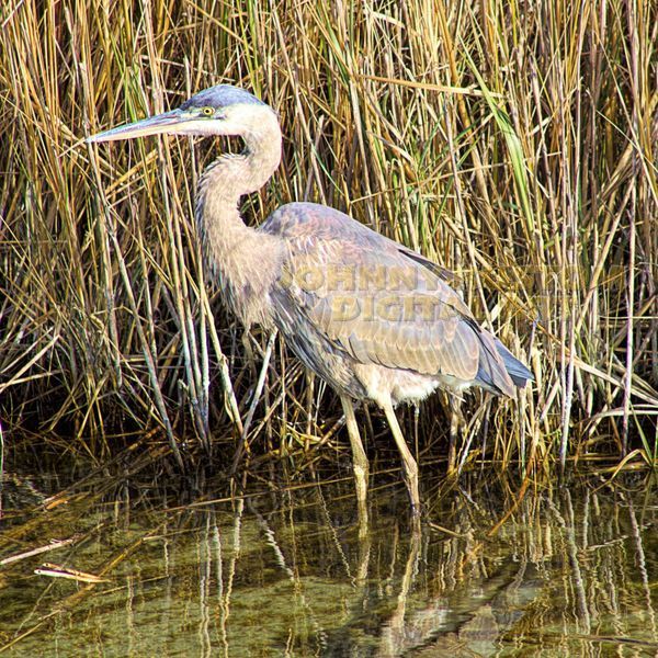 Wildlife