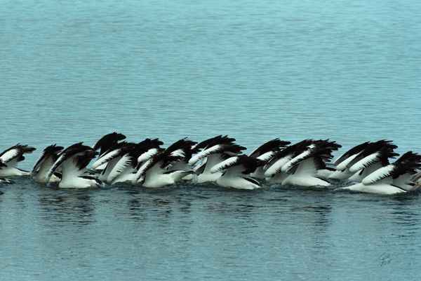 Wildlife