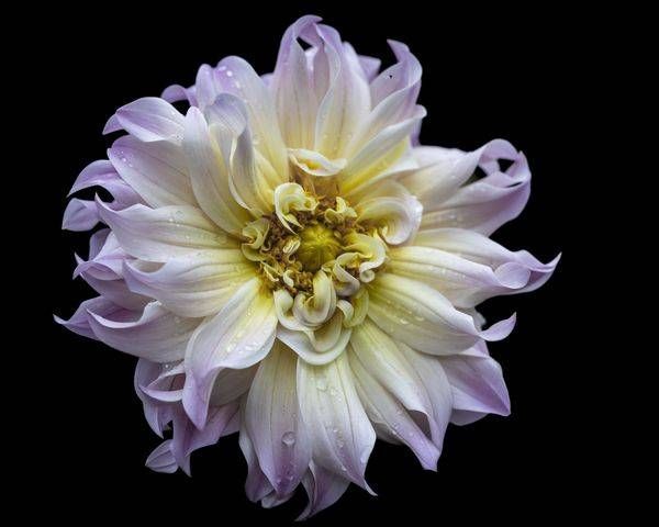 2027 A3 Flower Calendar | Sunsets and Flowers Photography