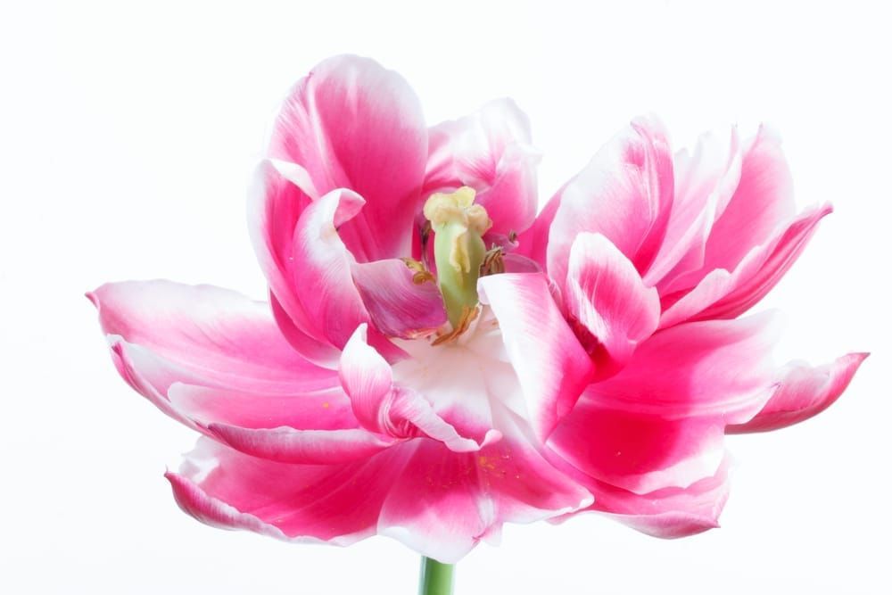 Exceptionally Light Photography Art | Sunsets and Flowers Photography