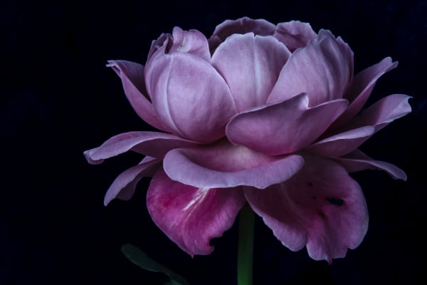 In The Spotlight Photography Art | Sunsets and Flowers Photography