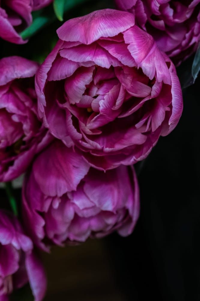 Midnight Petals Photography Art | Sunsets and Flowers Photography