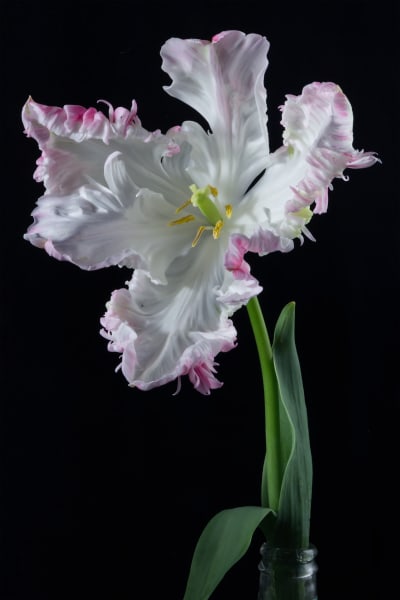 Ruffled Composure Photography Art | Sunsets and Flowers Photography
