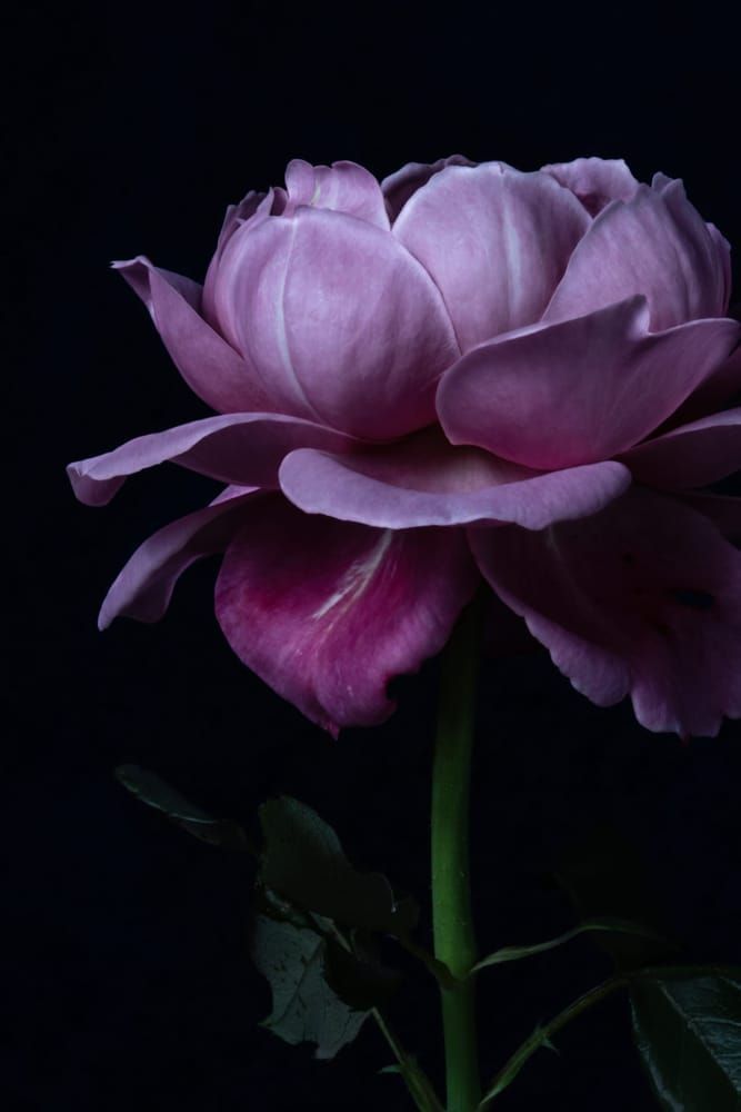 The Full Story Photography Art | Sunsets and Flowers Photography