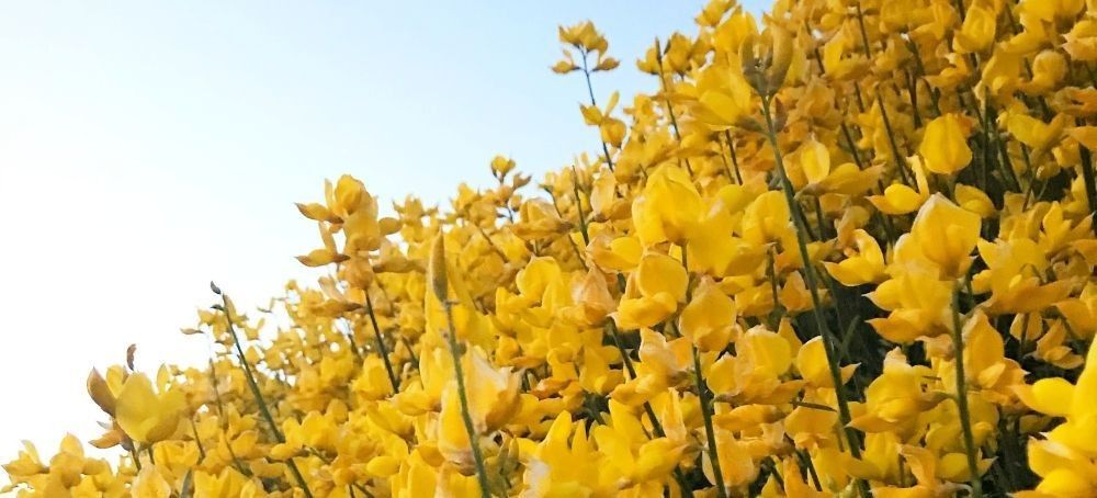 
        <div class='title'>
          desert broom
        </div>
       
