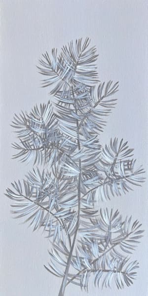 Ponderosa Pine