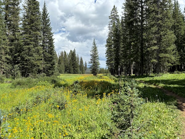 Trail to LilyLake