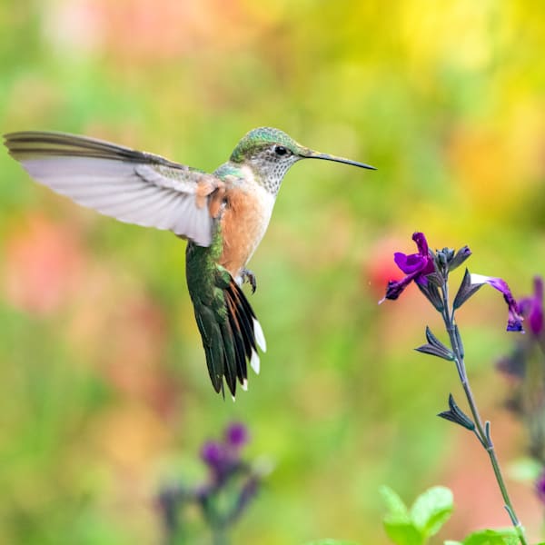 Hummingbirds