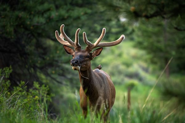 Wildlife