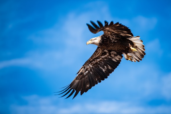 Eagles