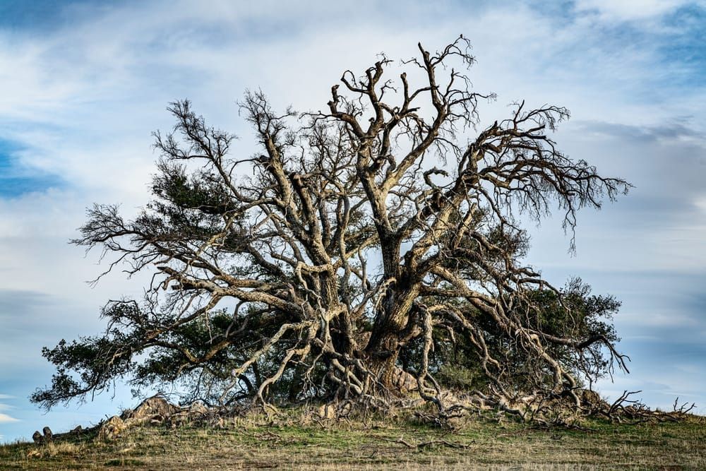 Desert Tree A7 R5930 Photography Art | Martin Banks