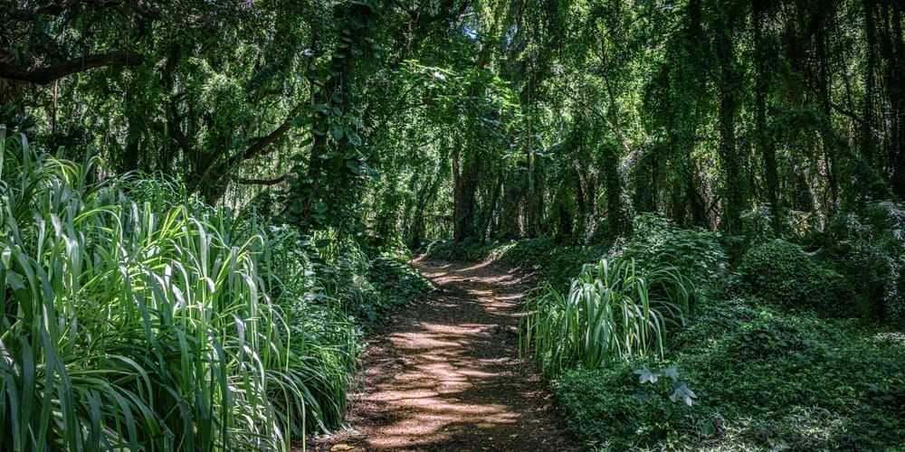 Honolua Bay Path Photography Art | Martin Banks