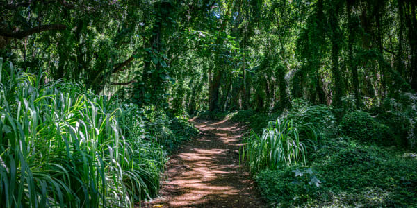 Honolua Bay Path Photography Art | Martin Banks