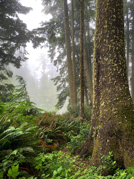 Cloud Forest
