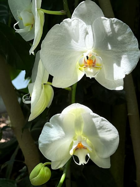 Orchid