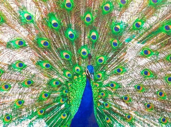 Wings_of_the_feather