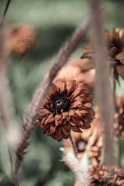 The_Bloom_Remembers
