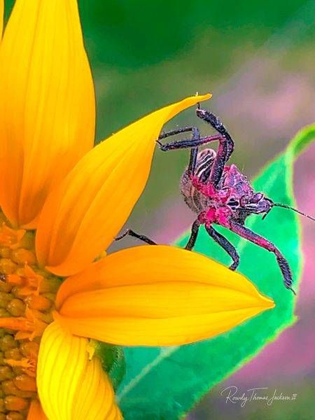 Casual_Alliance copy