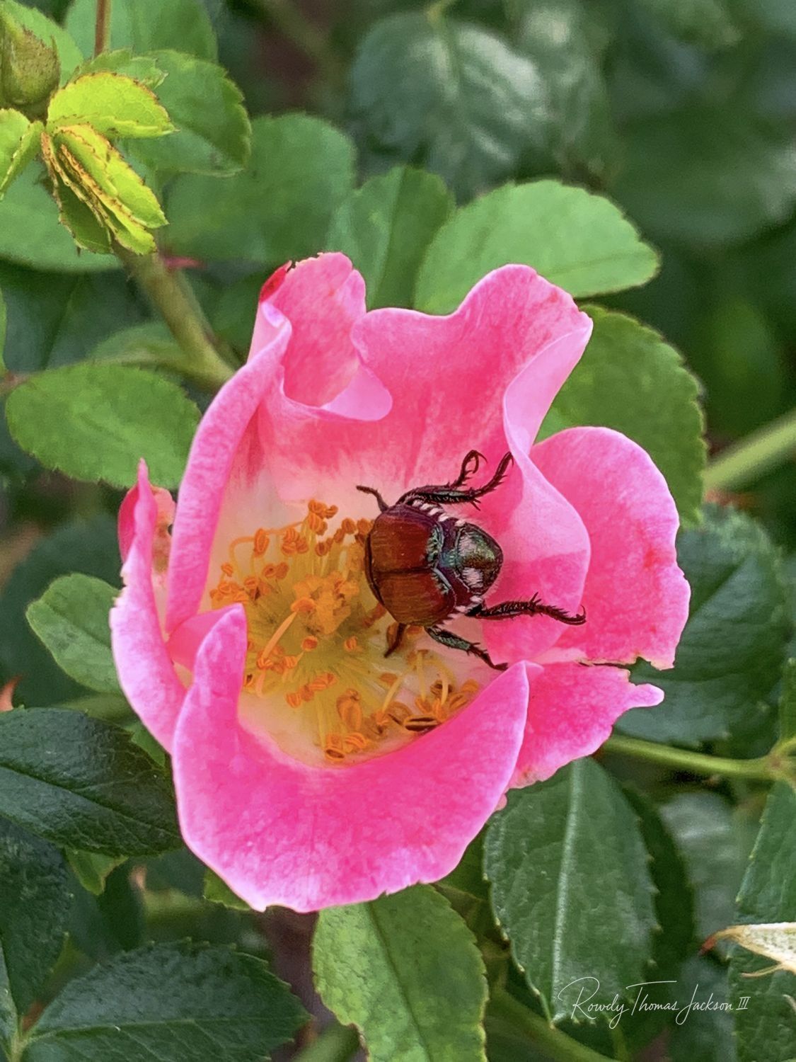 Kiss of  the Beetle