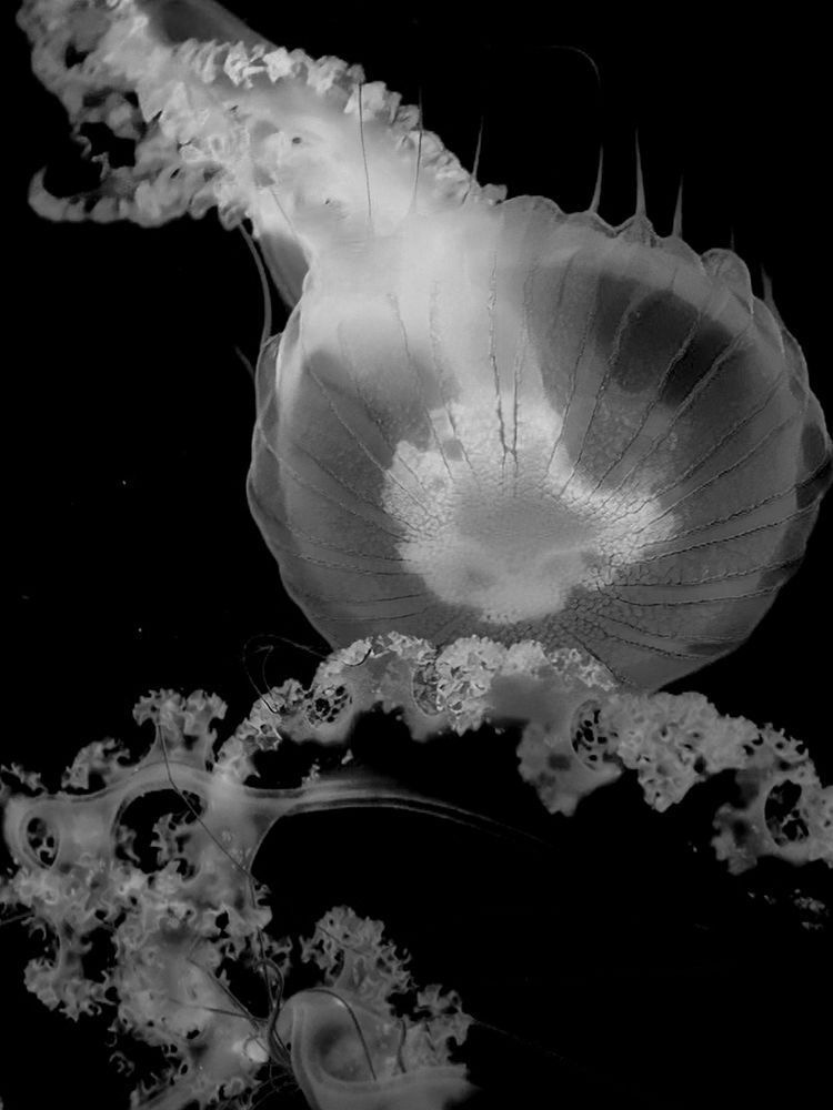 Jelly Abstract