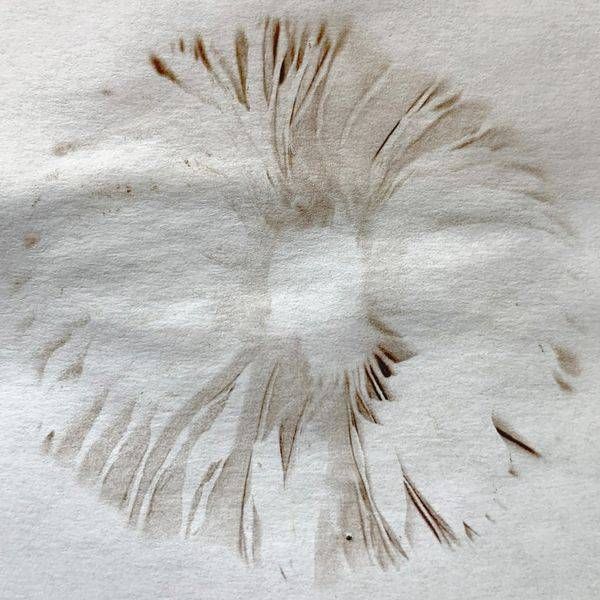 Mushroom Nature Print