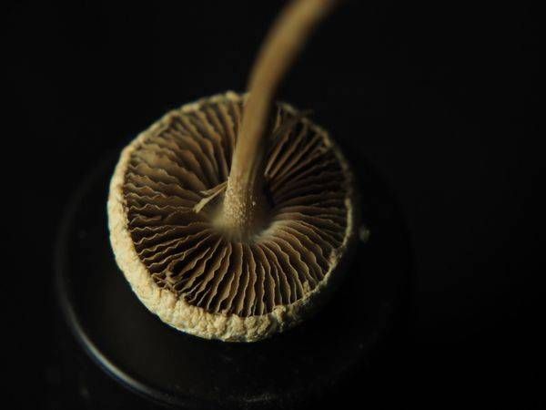 Mushroom Study No. 2